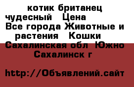 котик британец чудесный › Цена ­ 12 000 - Все города Животные и растения » Кошки   . Сахалинская обл.,Южно-Сахалинск г.